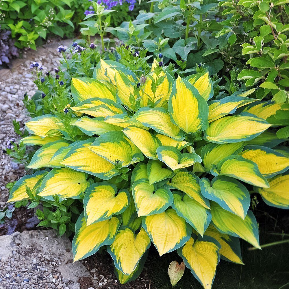 ������ ������ ����� ����� ��������   ����