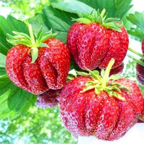 ������ ������ ��������� ������������� ��������������   ����