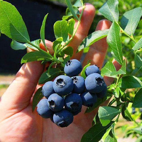 ������ ������ �������� ����������   ����