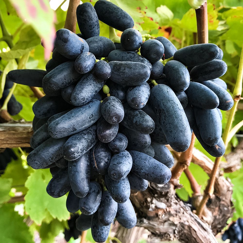 ������ ������ �������� ������ ������ �����   ����