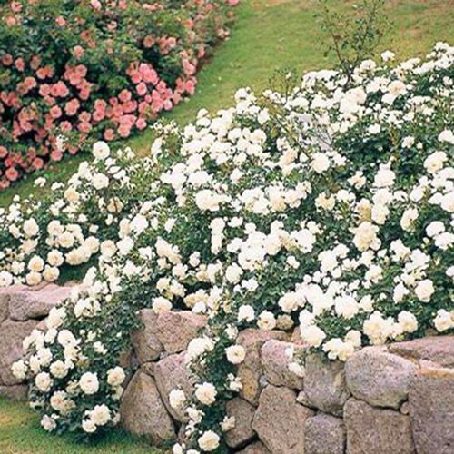 ������ ������ ���� �������������� ����� ���������   ����