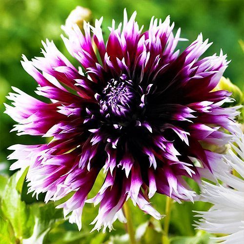 ������ ������ �������� ����������� ������ ���� ������   ����