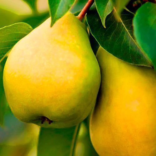 ������ ������ ����� �������   ����