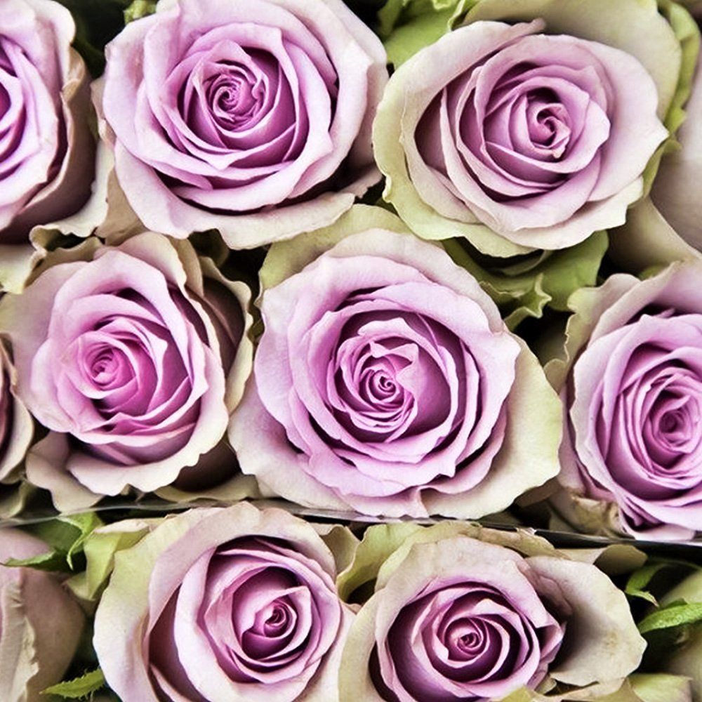 ������ ������ ���� �����-��������� ������� ������� ������   ����