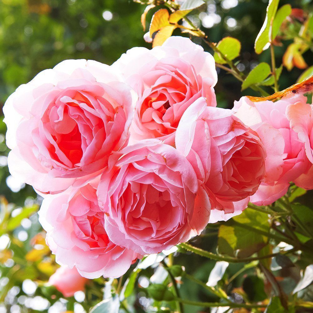 ������ ������ ���� ���� ����� ������   ����