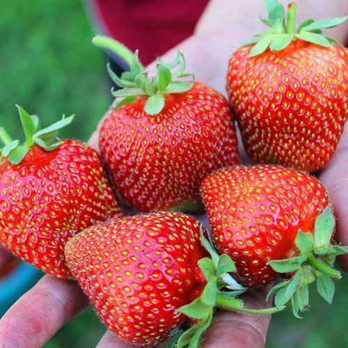 ������ ������ ��������� ������������� ��� ��������   ����