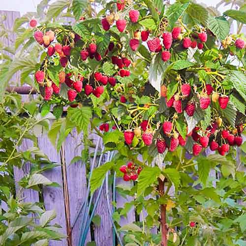 ������ ������ ��������� ������ ������   ����