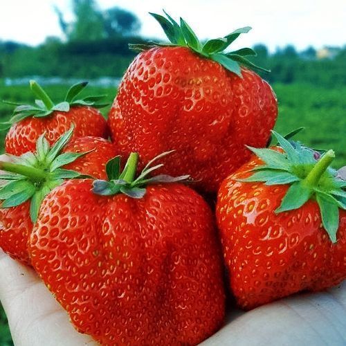 ������ ������ ��������� ������������� ������� ���������   ����