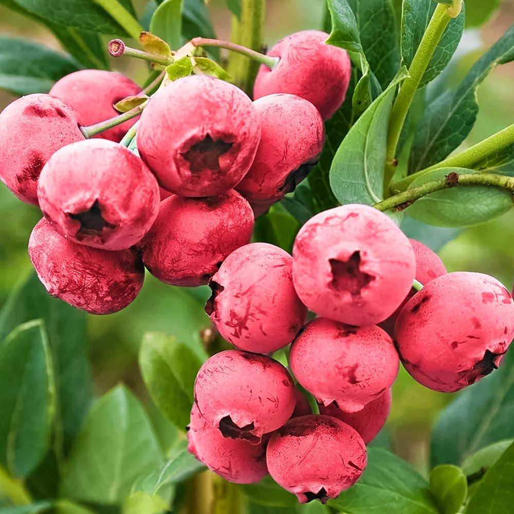 ������ ������ �������� ������������ ���� �������   ����