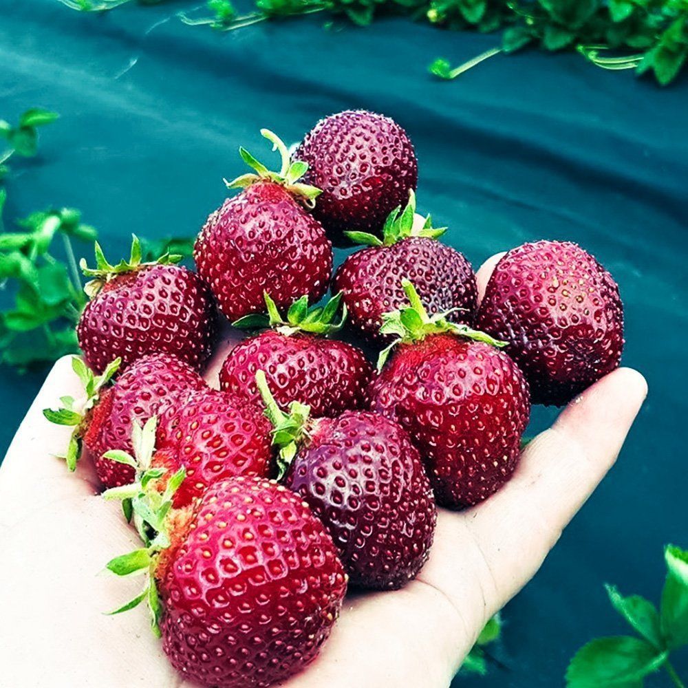 ������ ������ ��������� ������������� ��������� ����   ����