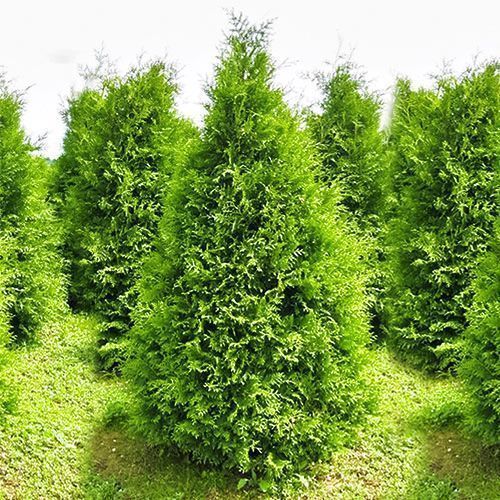 ������ ������ ��� �������� �������   ����