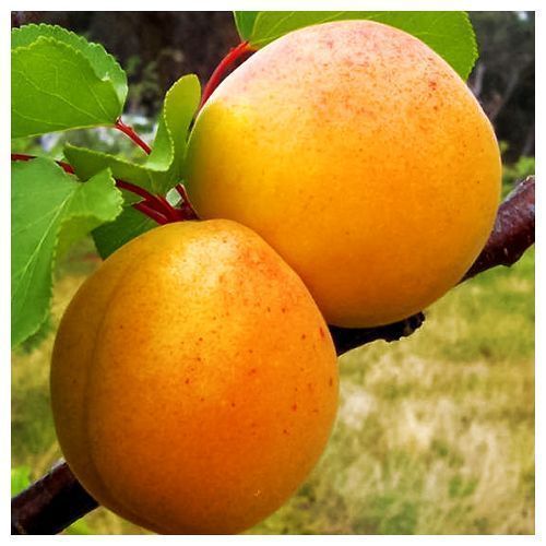 ������ ������ ������� ����� ������   ����