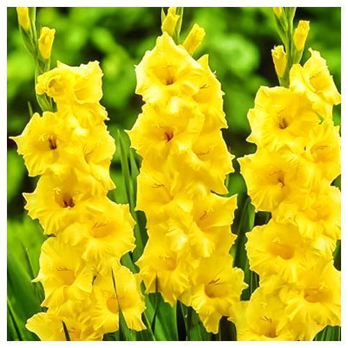 ������ ������ ��������� ��������������� ����� ����   ����