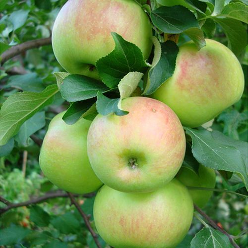 ������ ������ ������ ��������   ����