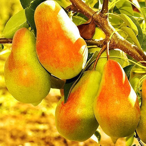 ������ ������ ����� ���������� ���������   ����