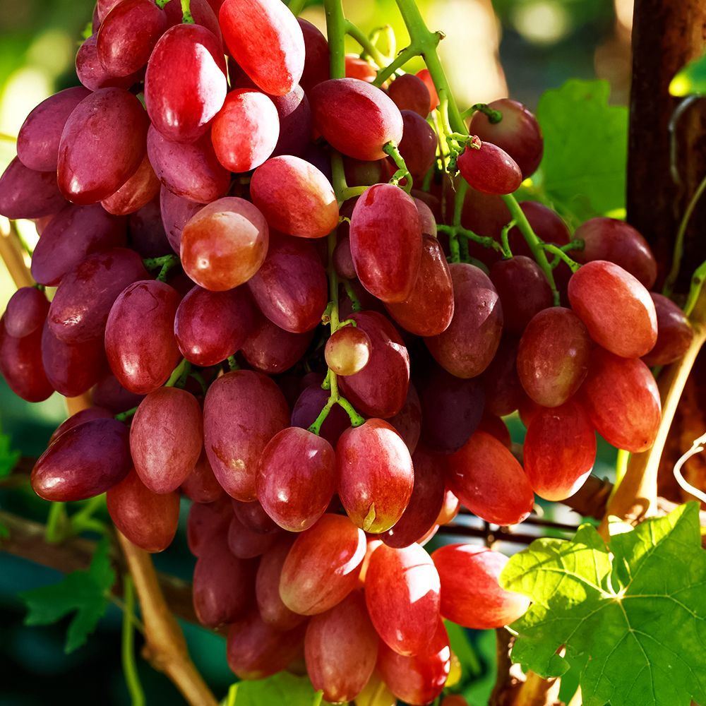 ������ ������ �������� ����������� ��������   ����