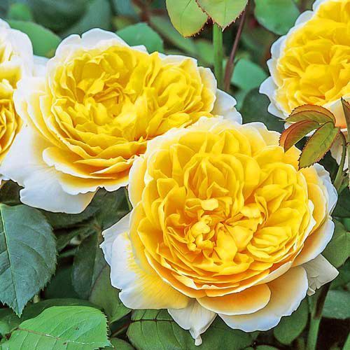 ������ ������ ���� ���������� ��������   ����