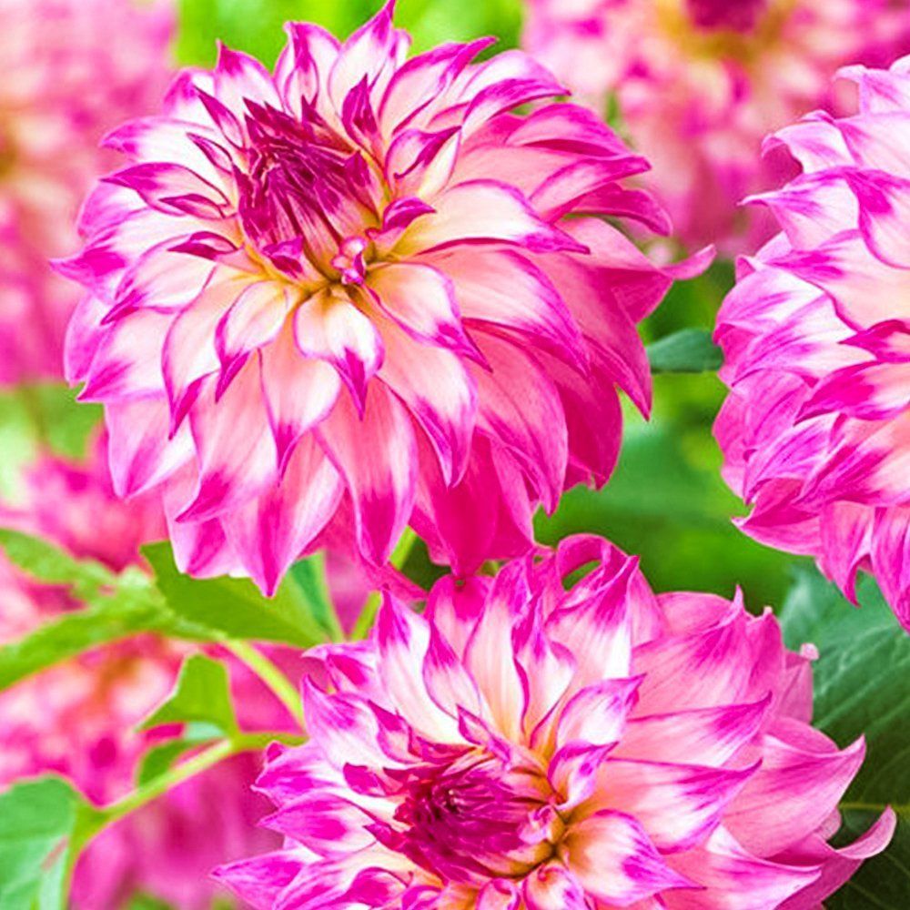 ������ ������ �������� ������������ �������� �������   ����