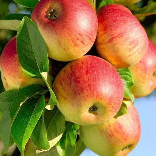 ������ ������ ������ ���������� ��������   ����