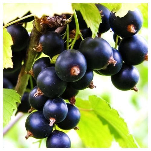 ������ ������ ��������� ������ �����������   ����