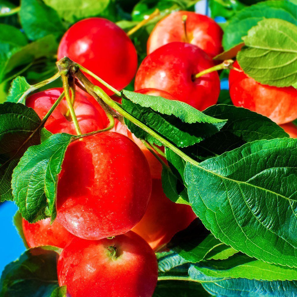 ������ ������ ������ ������� ������� ��������� �������   ����