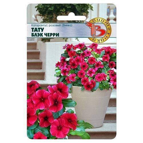 ������ ������ ���������� ������� ���� ���� ����� ����������   ����