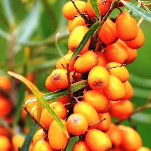 ������ ������ �������� ���������   ����