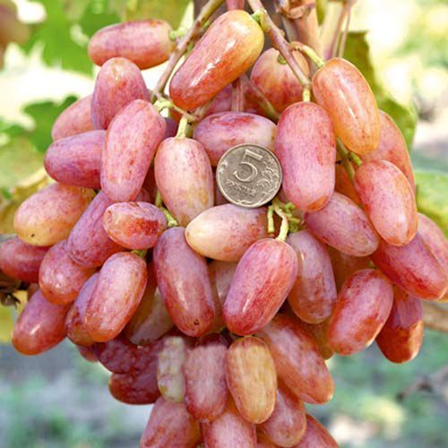 ������ ������ �������� ������������   ����