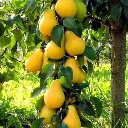 ������ ������ ����� ������������ ������� �����   ����