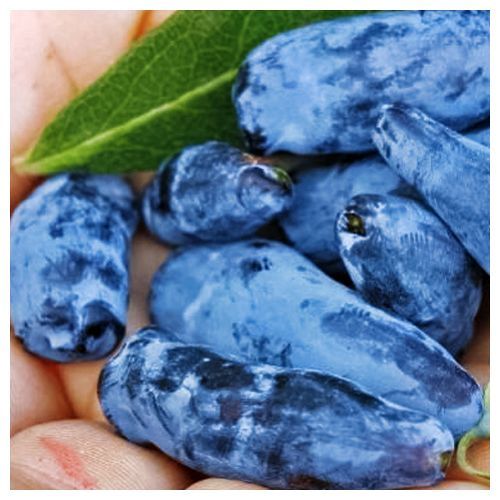 ������ ������ ��������� ���������   ����