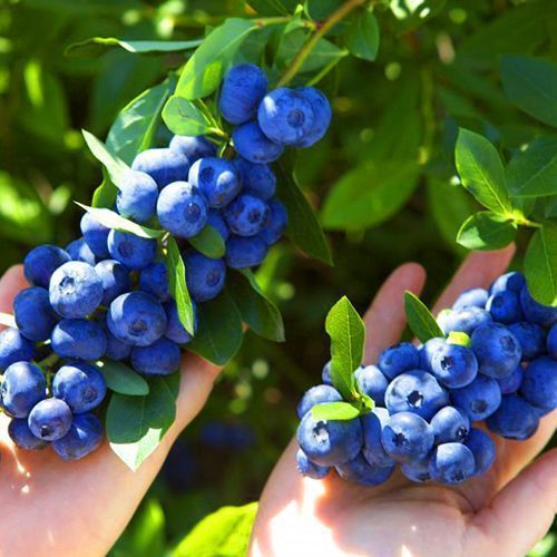 ������ ������ �������� ������������ �������   ����