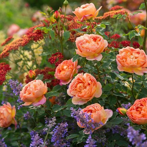 ������ ������ ���� ���������� ���� �� �����   ����