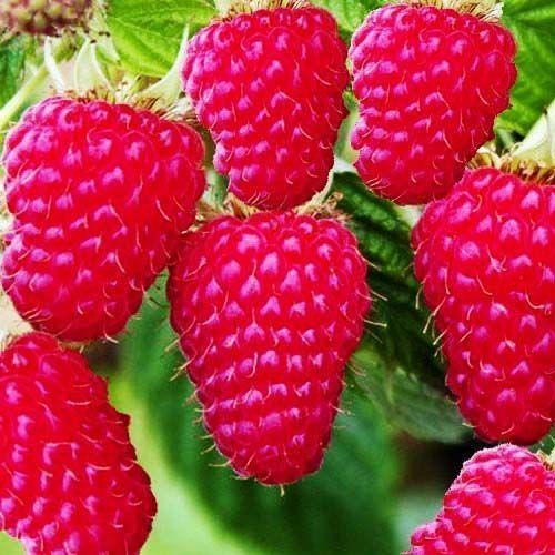 ������ ������ ������ ������������� �������   ����