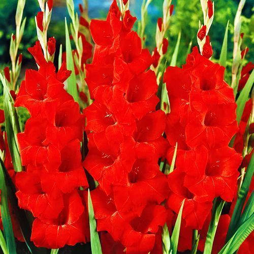 ������ ������ ��������� ��������������� �����   ����