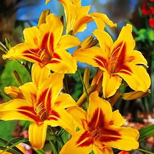 ������ ������ �������� �������   ����