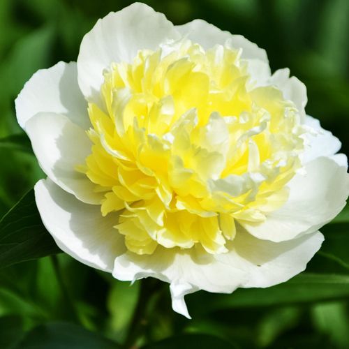 ������ ������ ���� ����� ������   ����