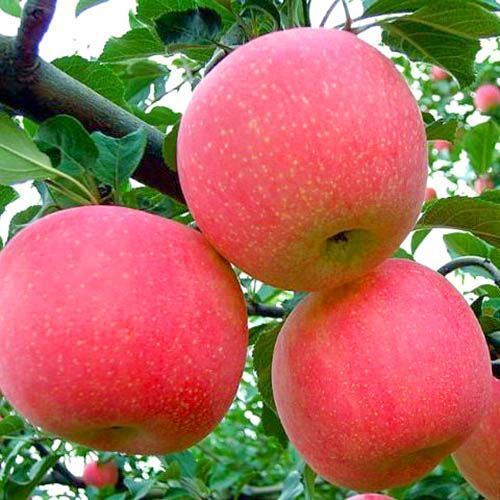 ������ ������ ������ �����   ����