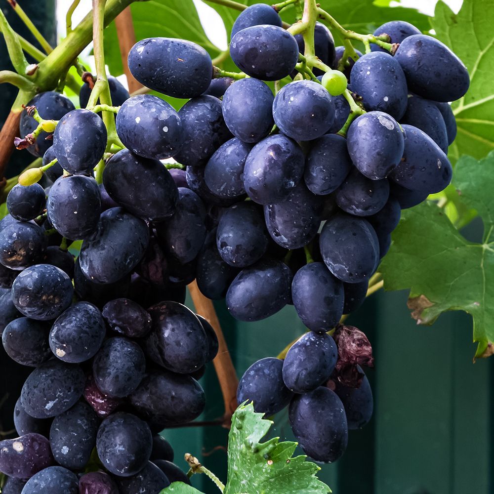 ������ ������ �������� ���������������� ������   ����