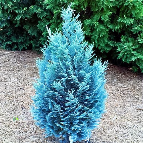 ������ ������ ����������� ������� ������ ���   ����