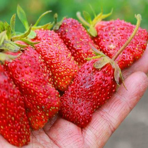 ������ ������ ���������� �������   ����