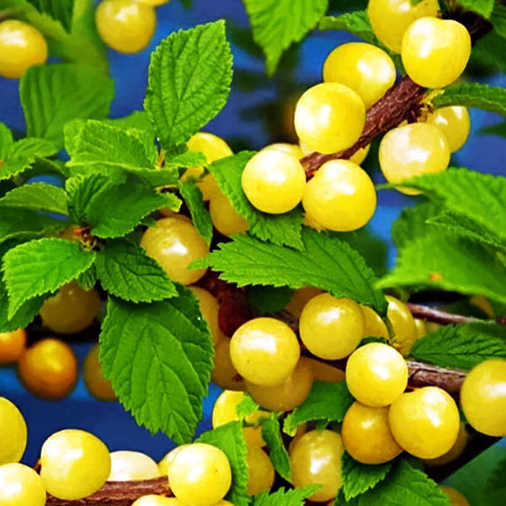 ������ ������ ����� ��������� �����   ����