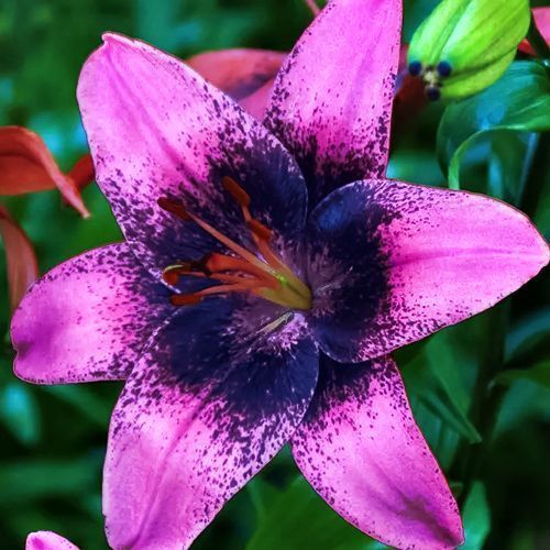 ������ ������ ����� ��������� ����� ����   ����