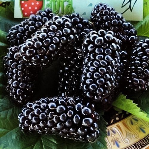 ������ ������ ������� �������� ����   ����