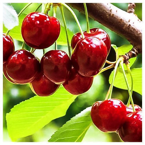 ������ ������ ����� (���) ���������   ����