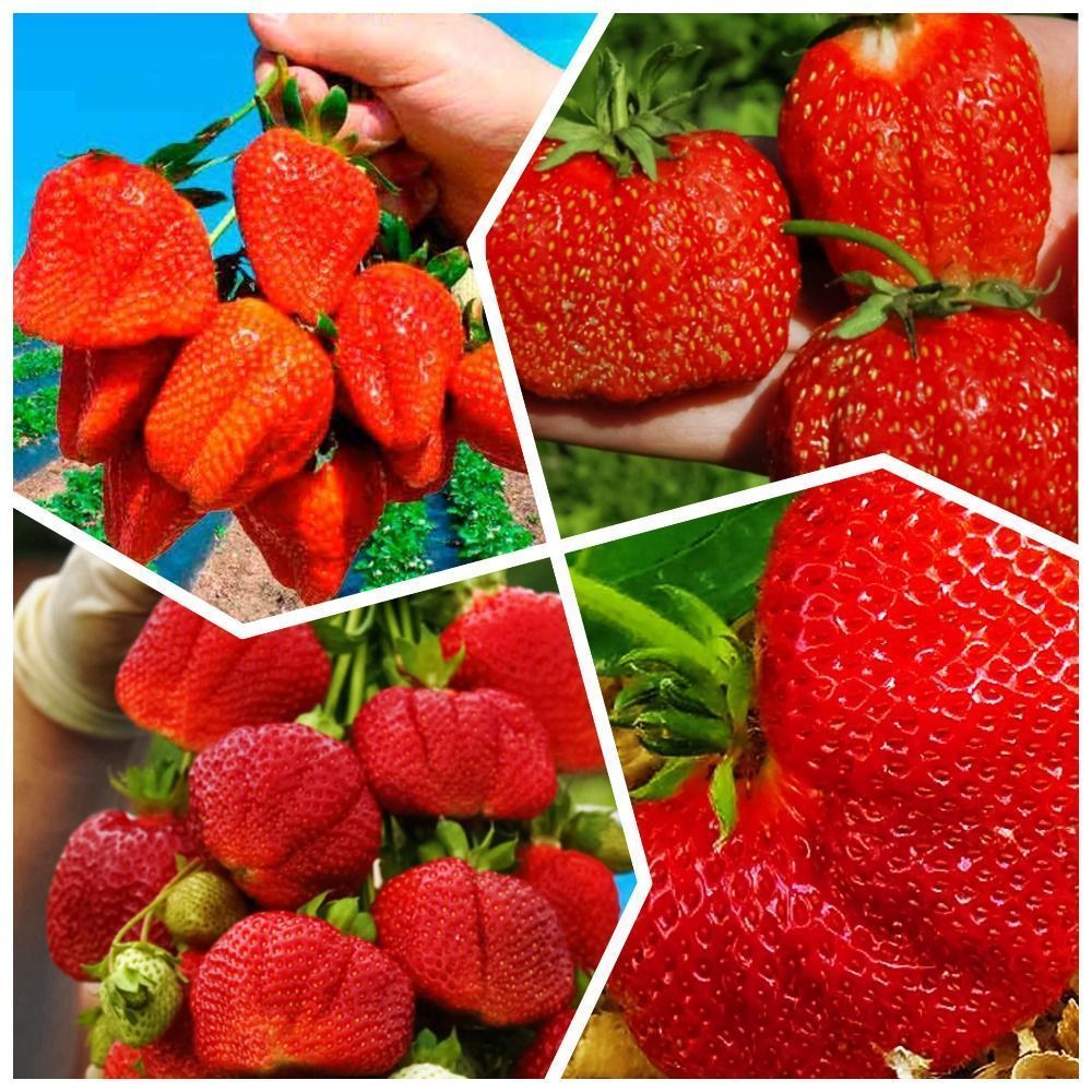 ������ ������ �����������! �������� ��������� 