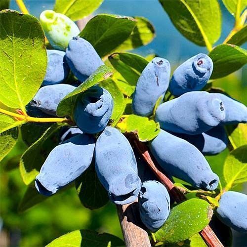 ������ ������ ��������� ������   ����