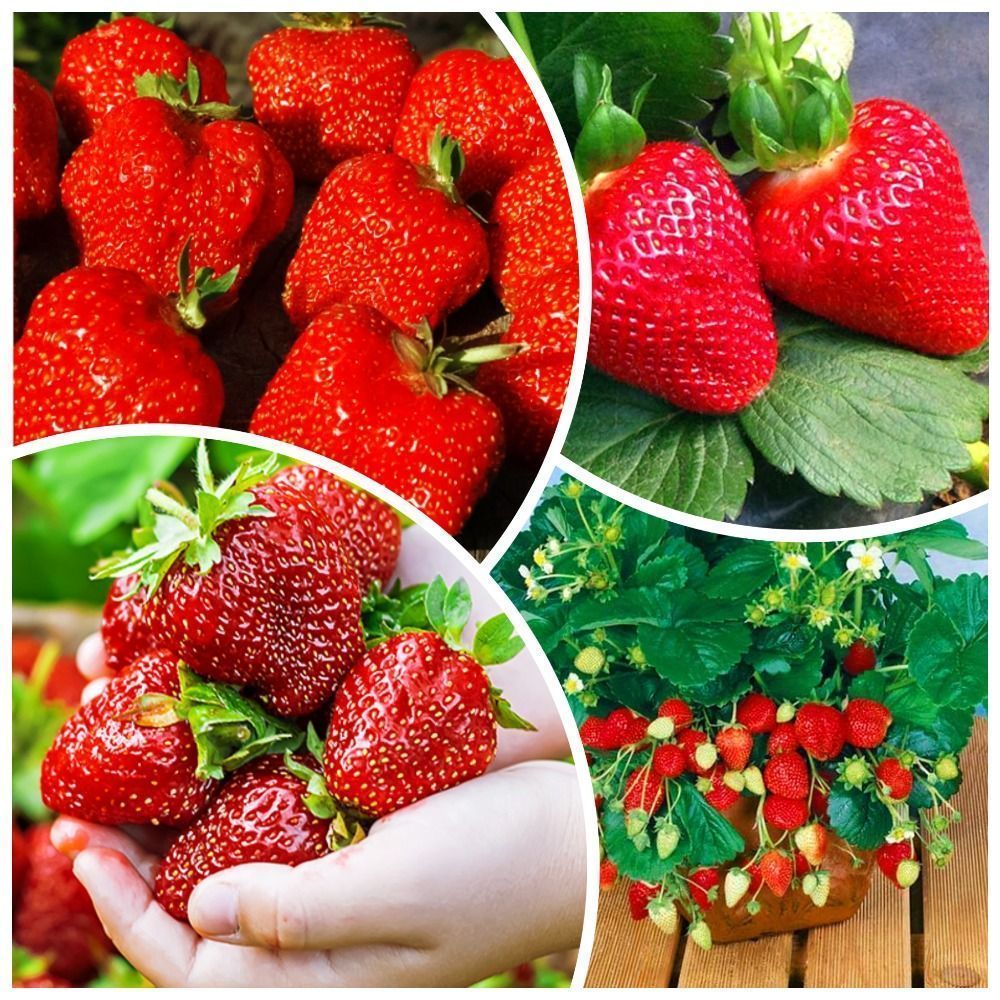 ������ ������ �����������! �������� ��������� 