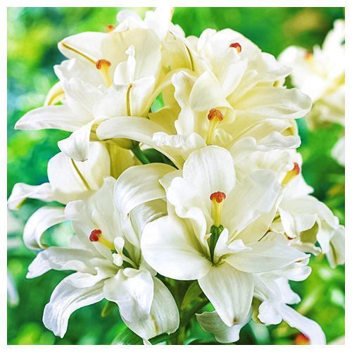 ������ ������ ����� ��������� �������� �������� ����   ����