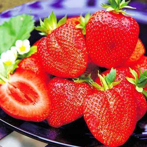 ������ ������ ��������� ������������ (�������������) ���� ���� XXL   ����