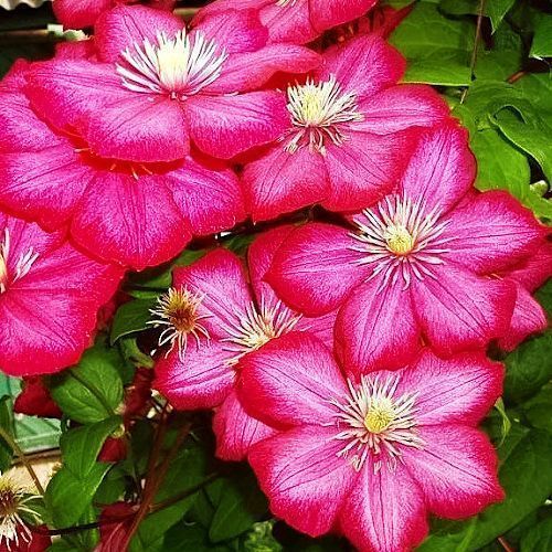 ������ ������ �������� ���� �� ����   ����